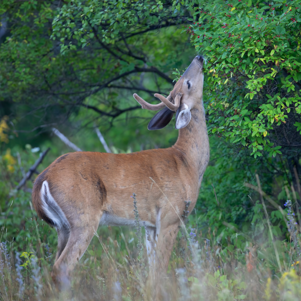 whitetail deer eating berries off a tree 