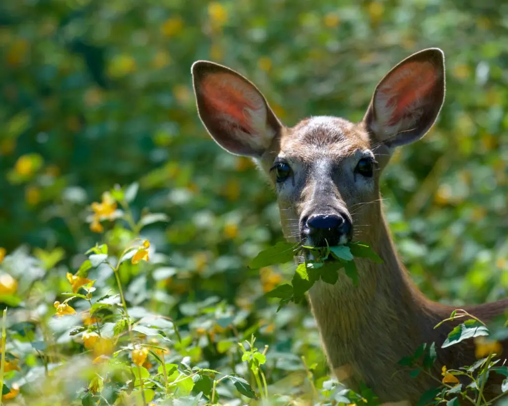 whitetail deer eating forbs 