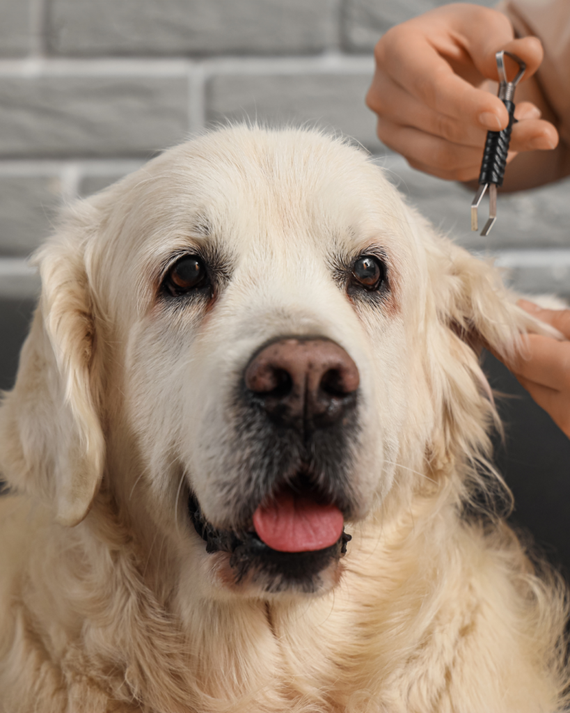 checking dogs ear hair for ticks