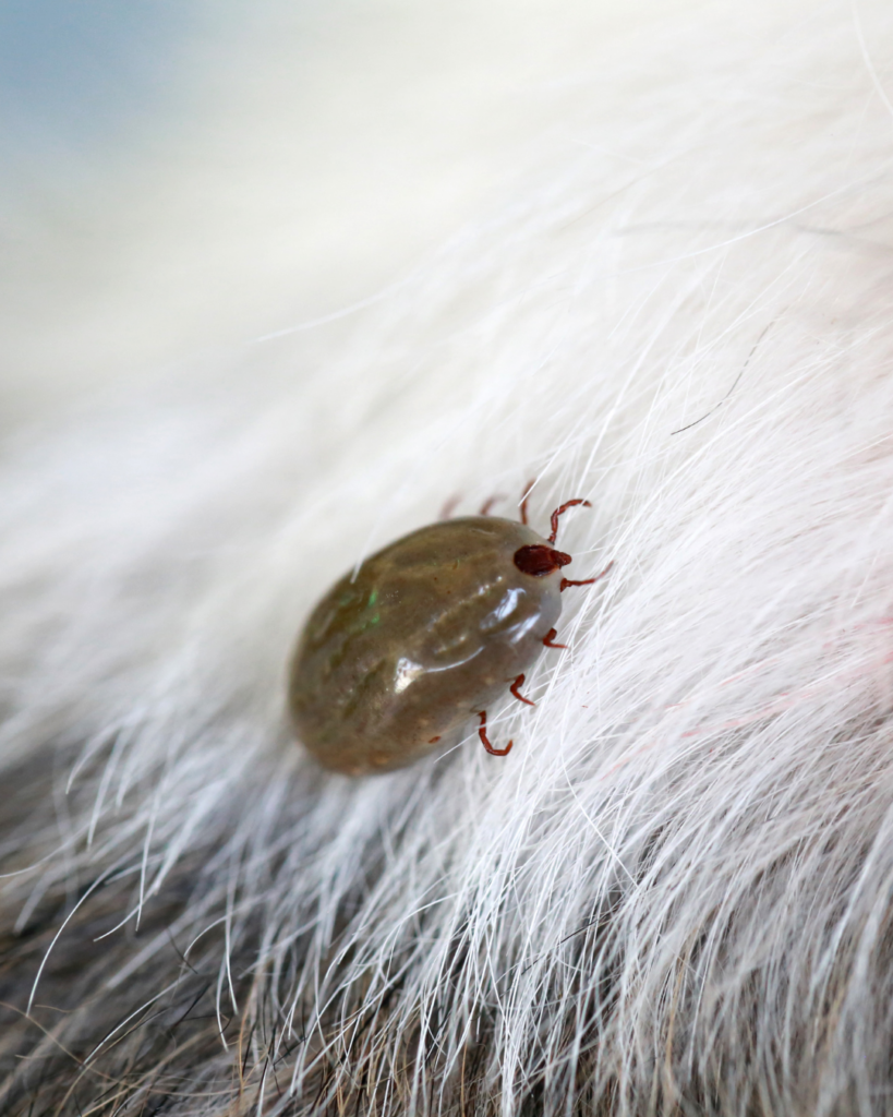 tick on dogs long fur