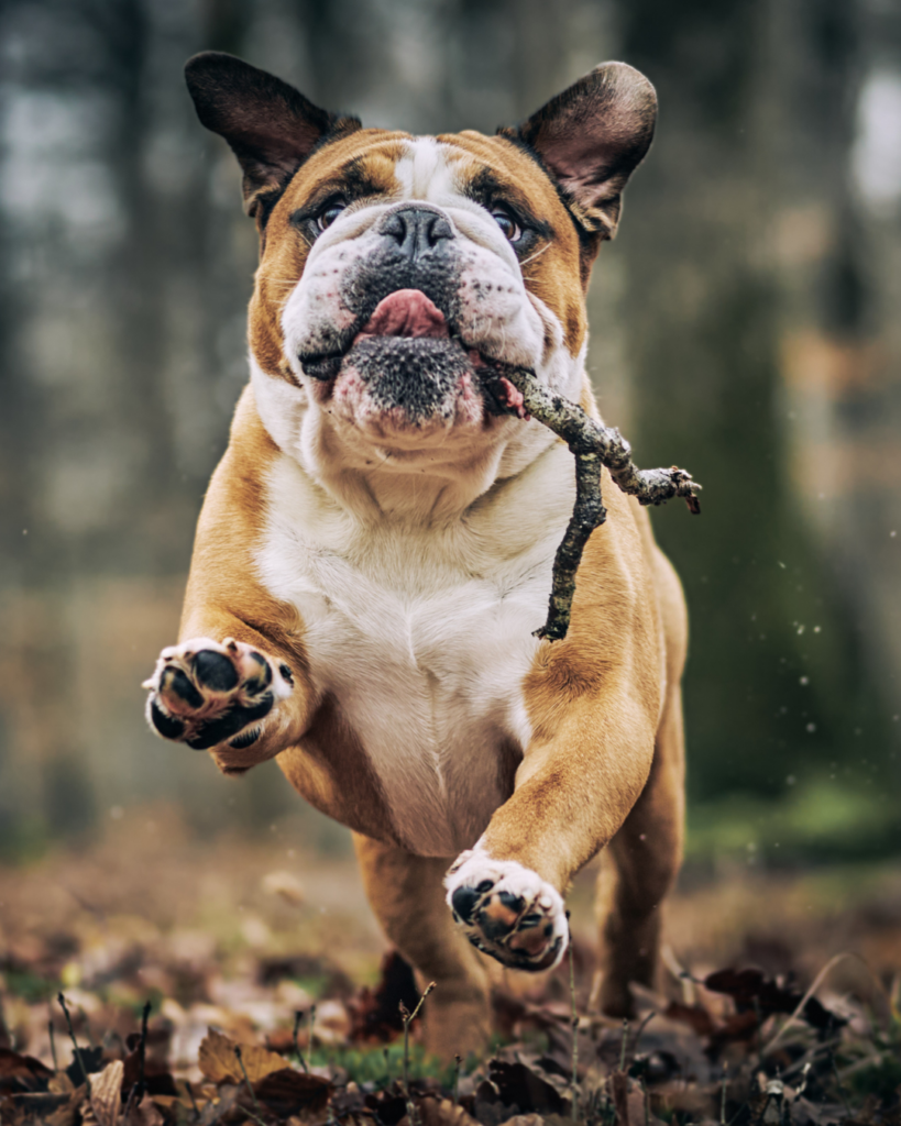 bulldog playing in the woods with a stick