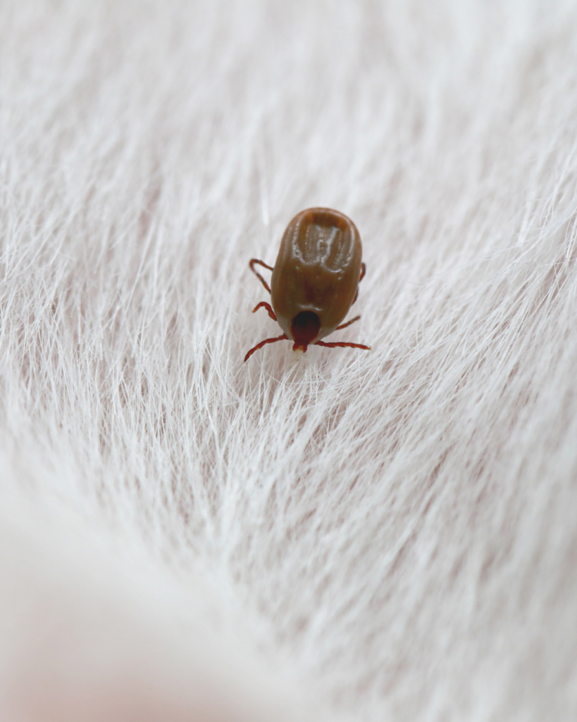 tick on a dogs white fur