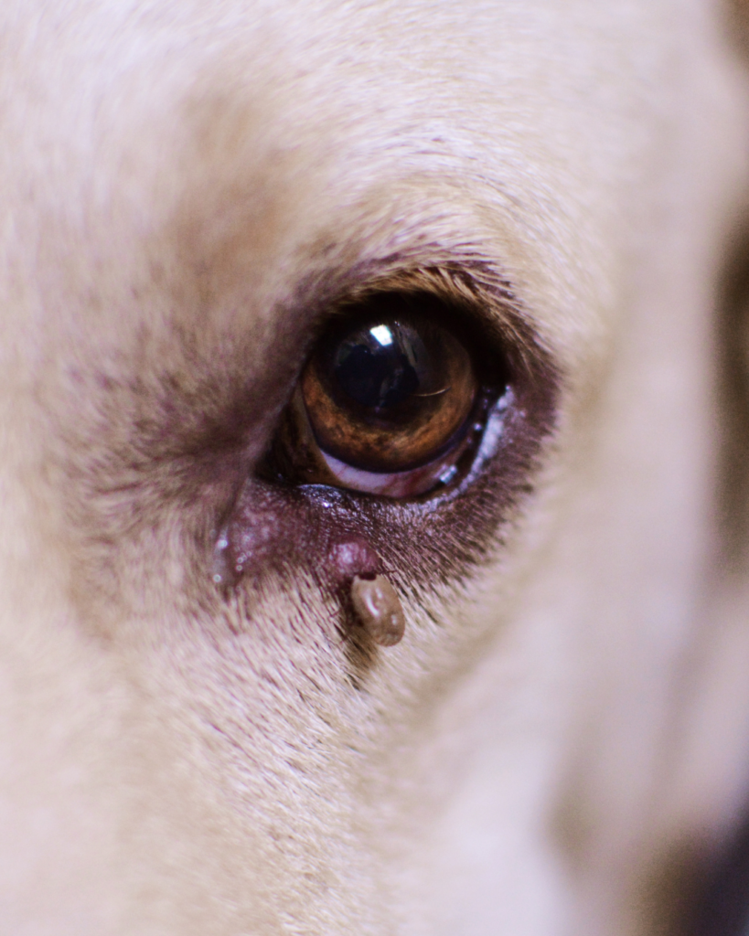 tick attached to outside of dogs eye