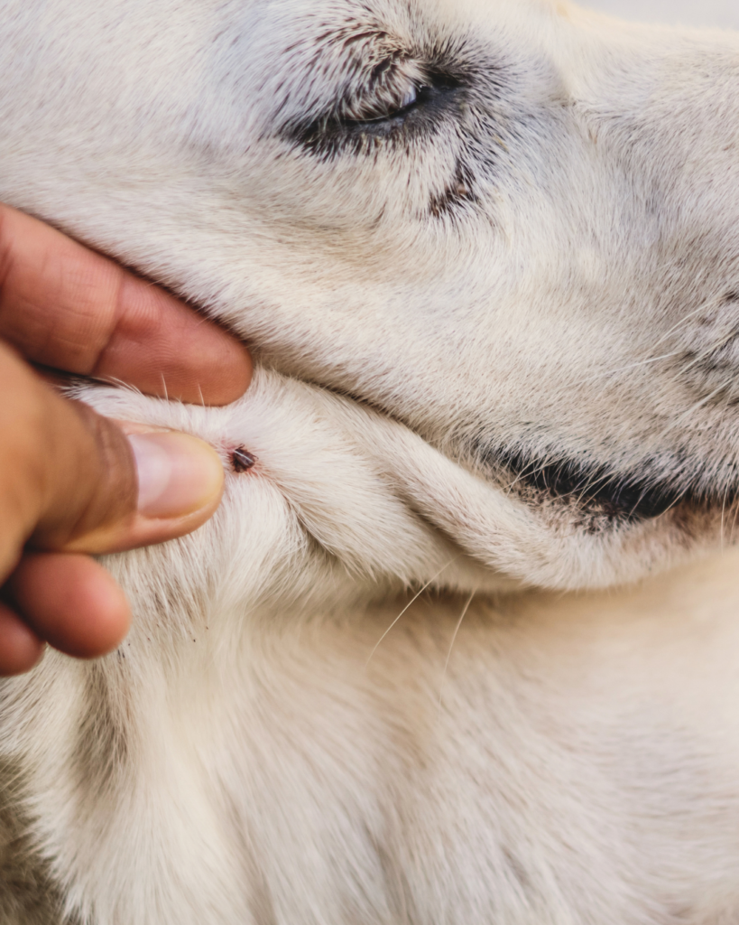 tick on dogs neck