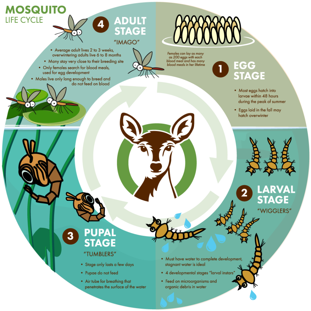 mosquito life cycle, ohDEER graphic  
