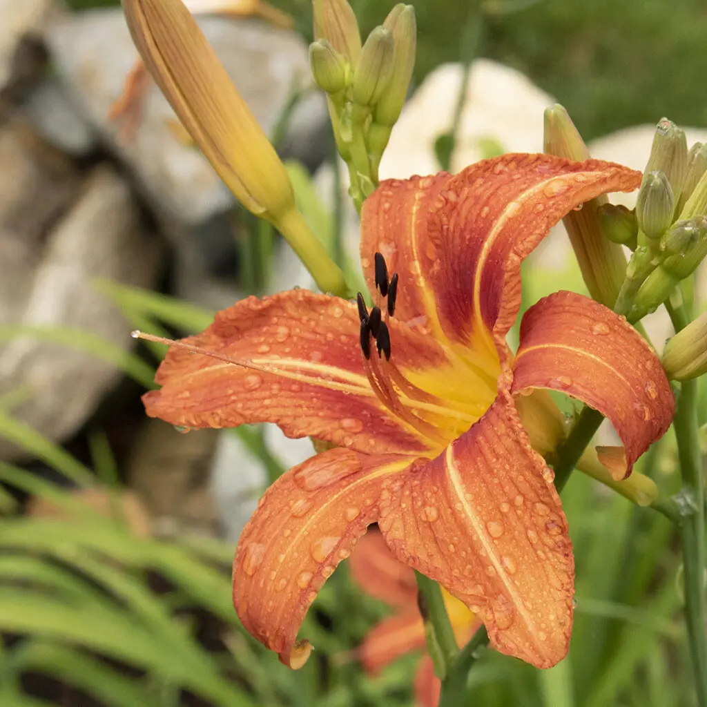 daylily in bloom, untouched by deer