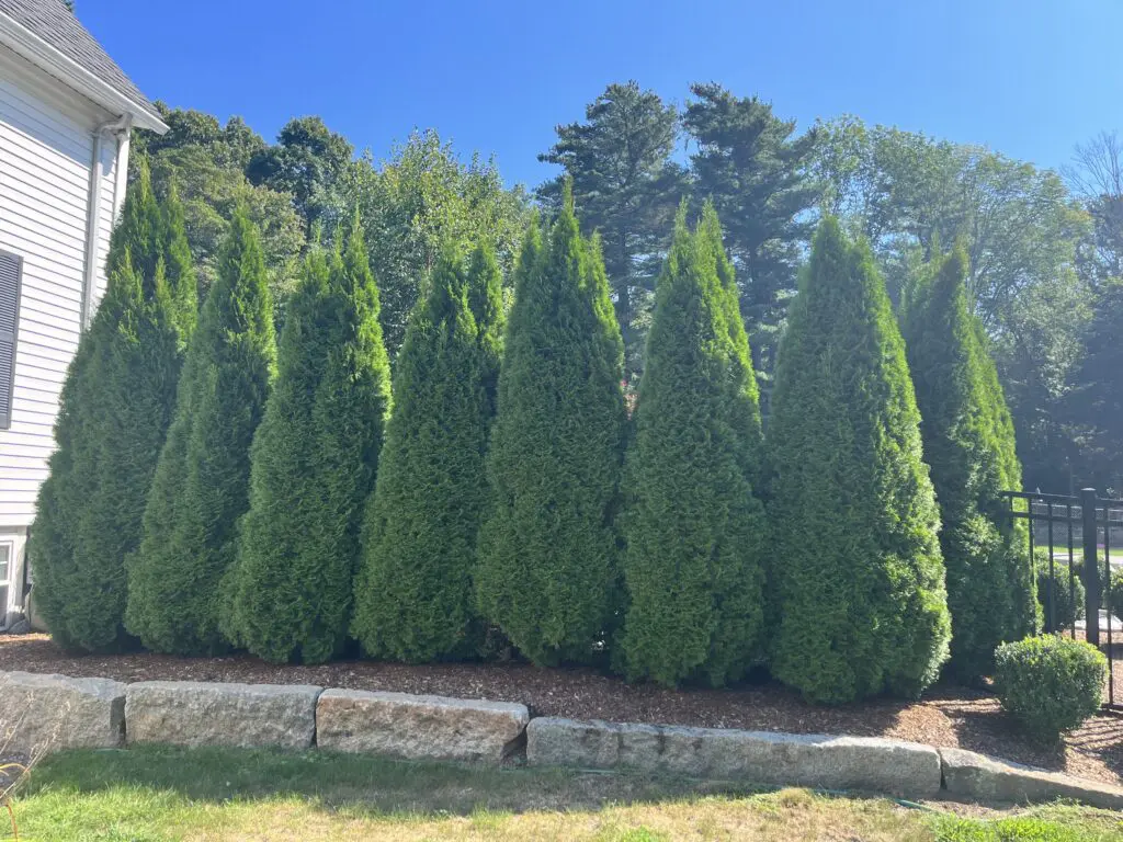 arborvitae untouched by deer
