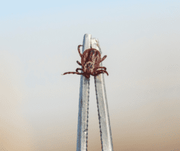 how to safely remove a tick how to remove a tick safely fine tipped tweezers safe tick removal