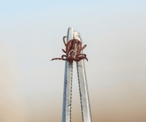 how to safely remove a tick how to remove a tick safely fine tipped tweezers safe tick removal