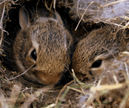 how many babies do rabbits have, two baby bunnies in nest