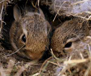 how many babies do rabbits have, two baby bunnies in nest