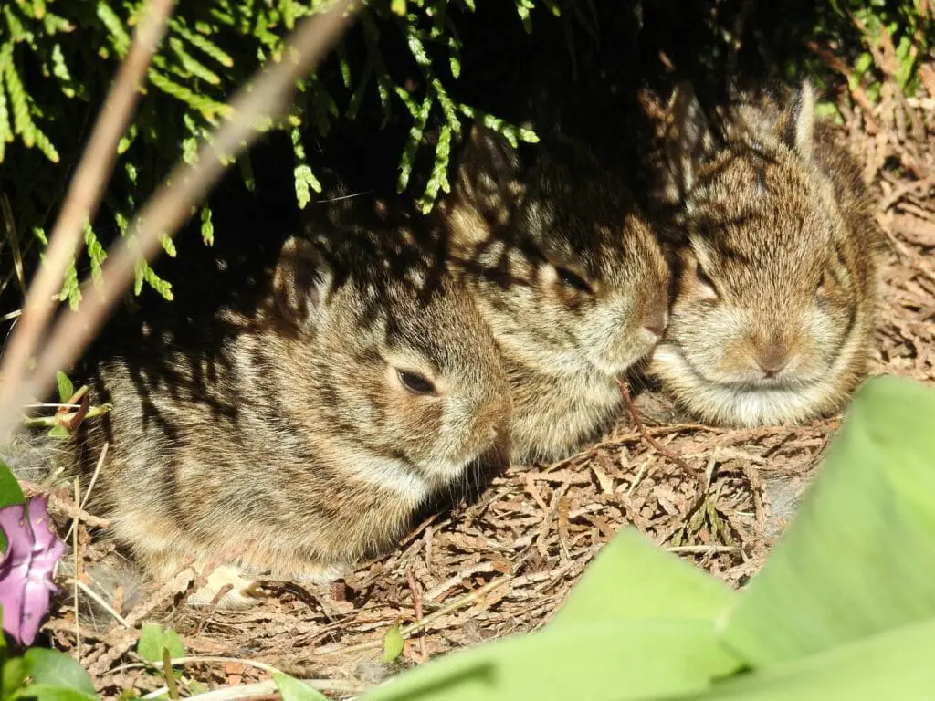 baby rabbits together 