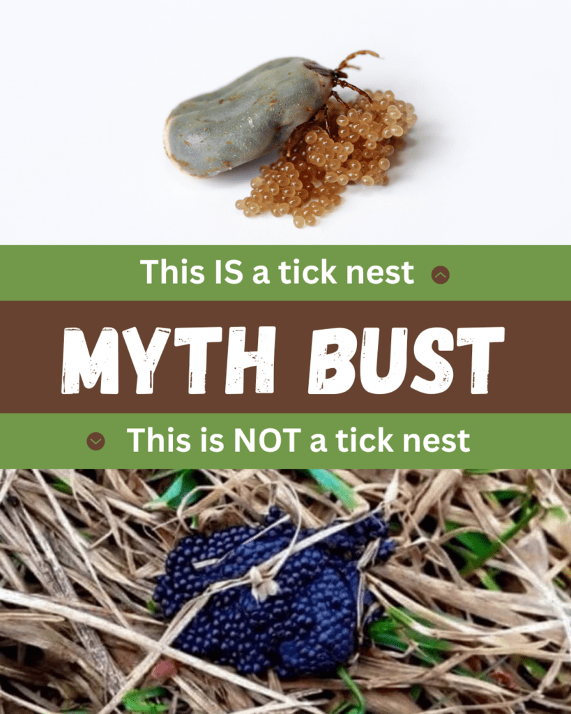 myth bust this is a tick nest this is not a tick nest