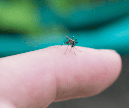 are mosquitoes attracted to light mosquito biting human finger outside