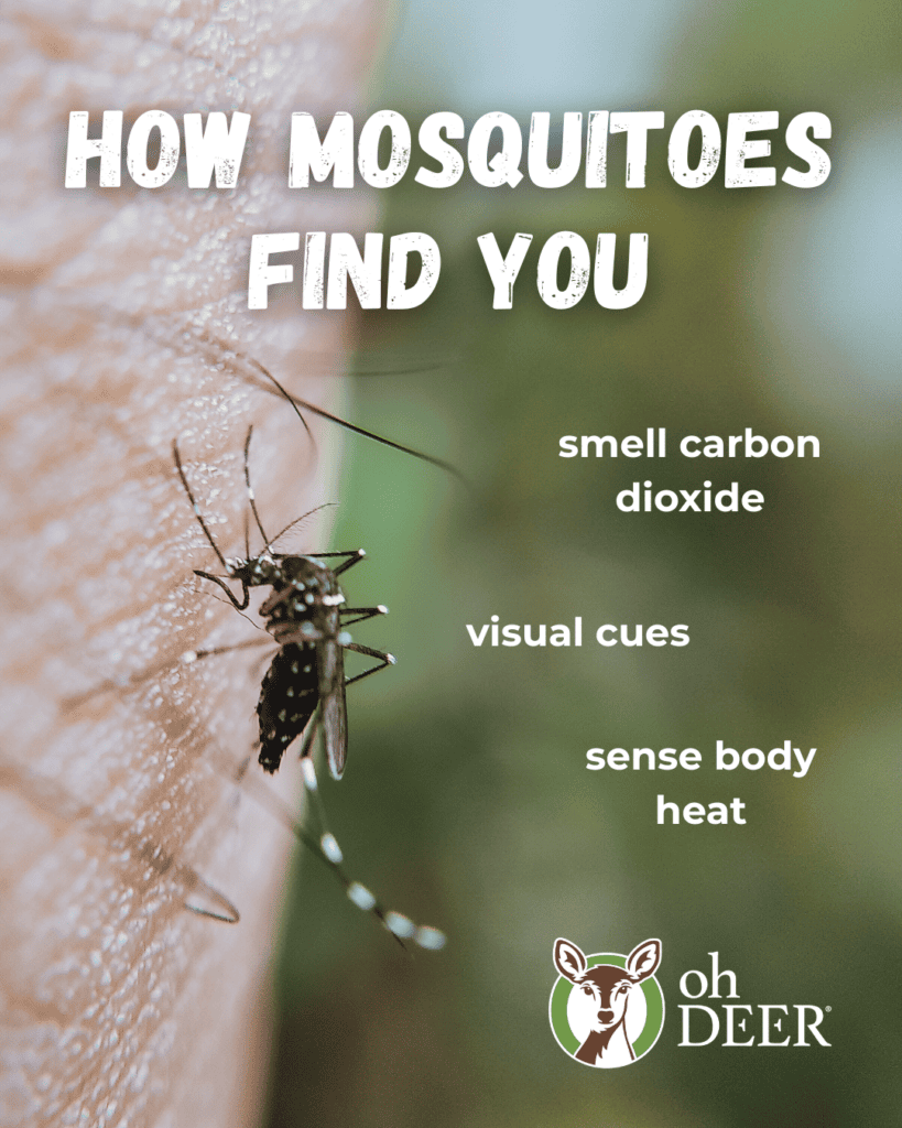 how do mosquitoes find you ohDEER graphic 