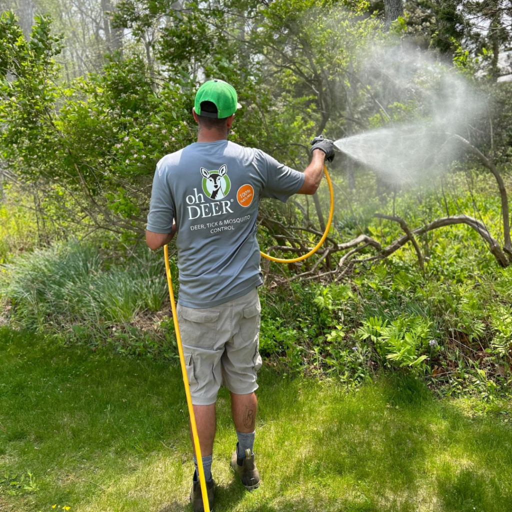 An 'oh DEER' technician sprays natural deer, tick, and mosquito control into dense foliage