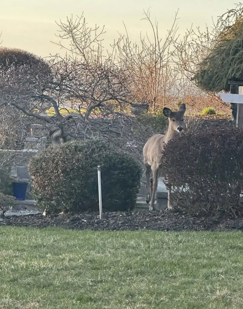 A brown deer peeks from behind a dark bush in a sunny garden with dormant trees.
