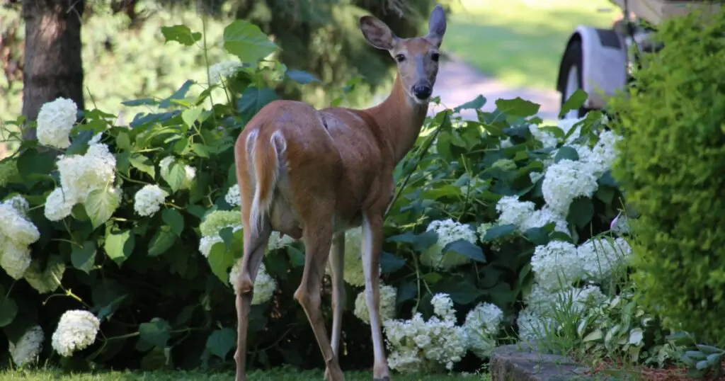 Do deer bring ticks into your yard? A brown deer stands among white hydrangeas in a green garden, looking at the viewer. 