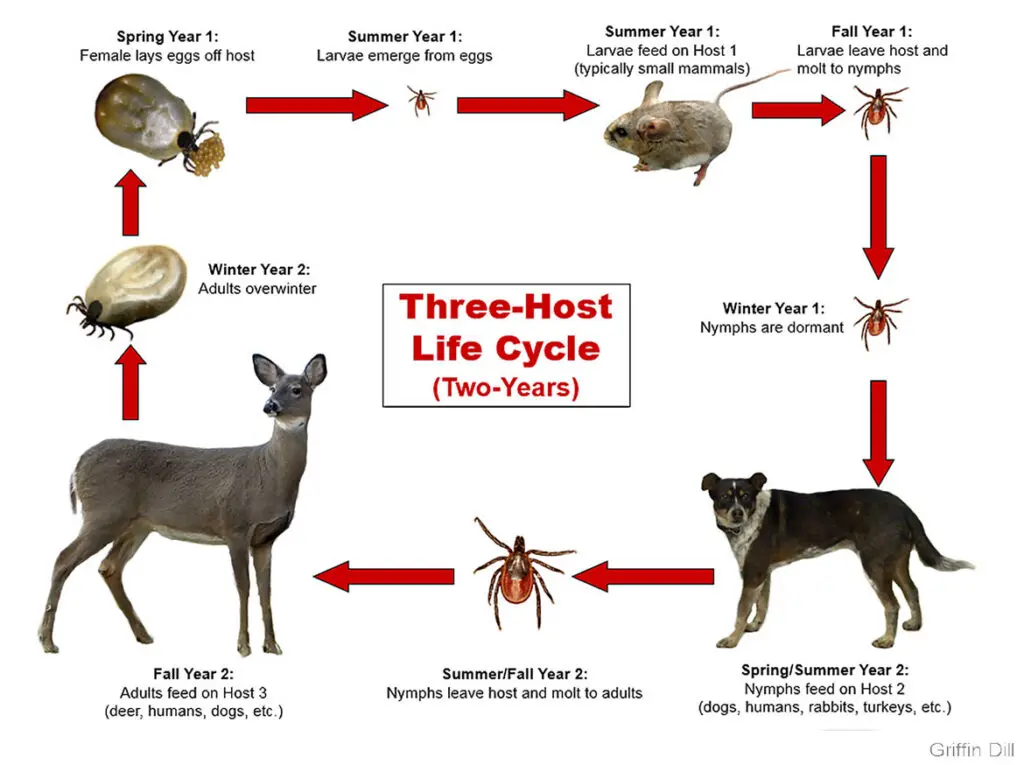 Diagram illustrating the two-year, three-host life cycle of a tick, involving small mammals