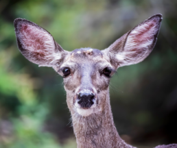 A curious deer with prominent ears and dark eyes stares directly ahead. It has ticks attached on it's head.