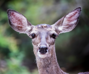 A curious deer with prominent ears and dark eyes stares directly ahead. It has ticks attached on it's head.
