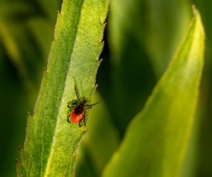 where do ticks live tick questing in grass
