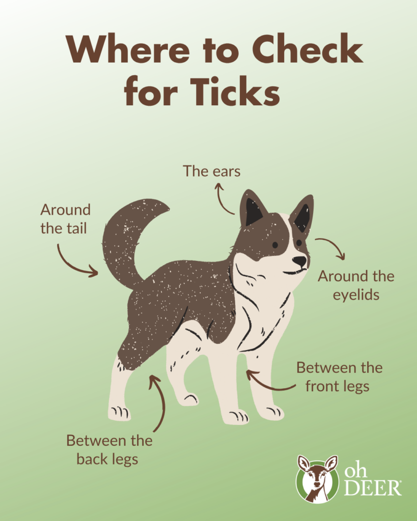 An illustration shows a dog with arrows pointing to five key areas for tick checks, including ears. ohDEER