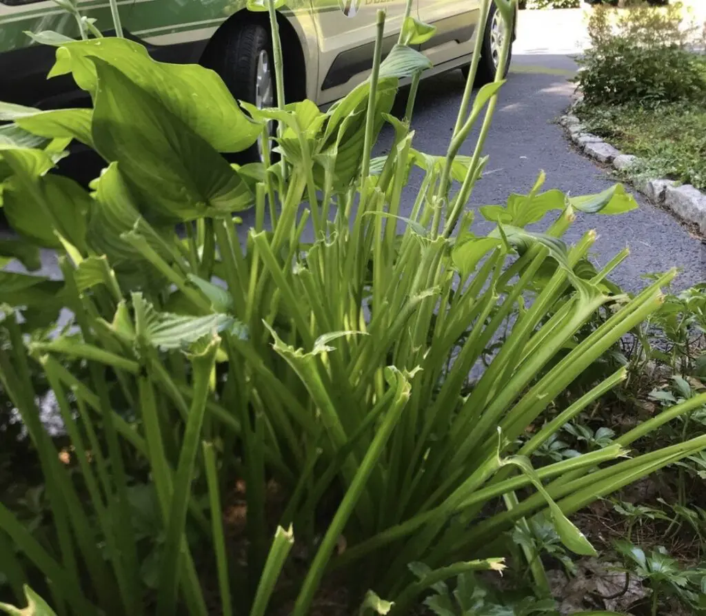 Severely eaten hosta plants show many bare stems and tattered leaves, indicating deer