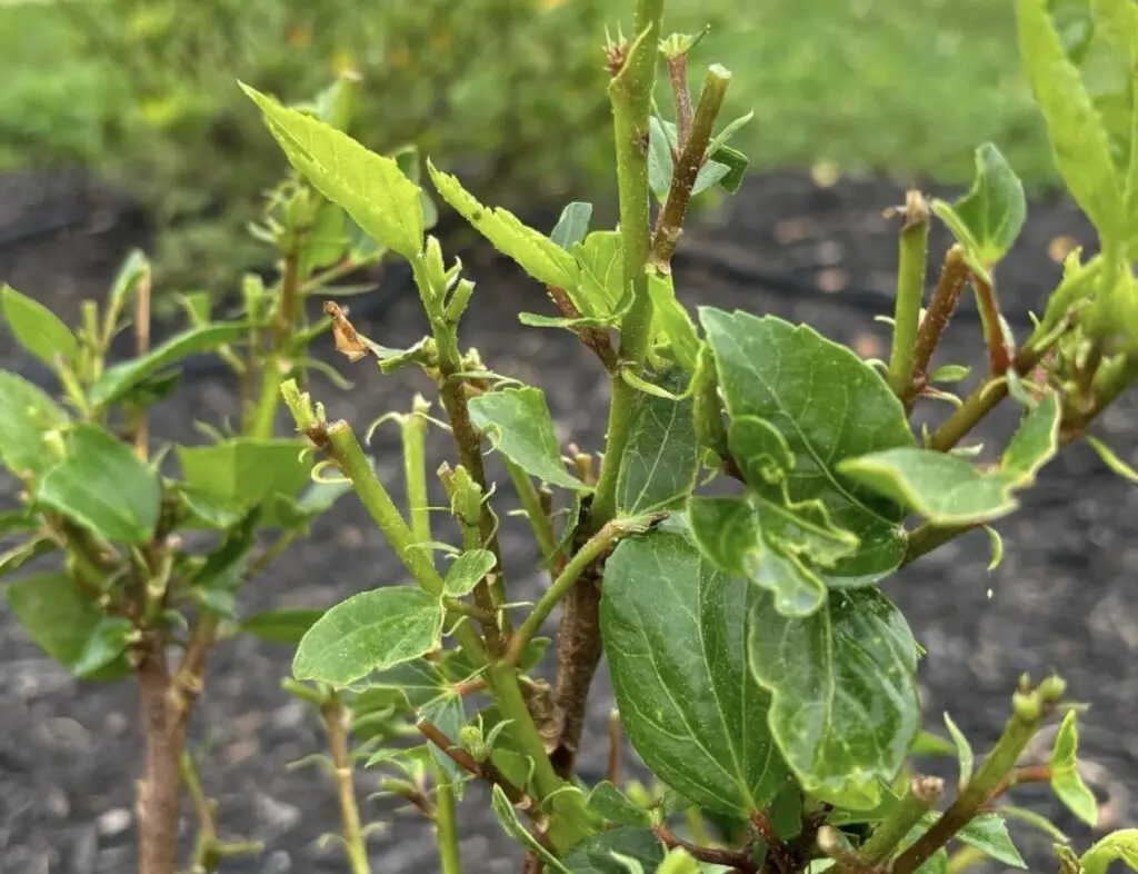 Green plant stems with fresh new leaves show signs of pruning and insect damage. TITLE: