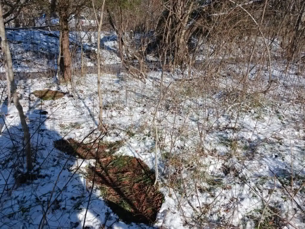 A winter forest floor is lightly dusted with snow, revealing patches of brown leaves and green grass.