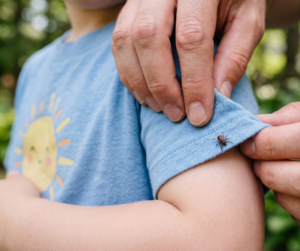 An adult's hands point to a small tick crawling on a child's blue