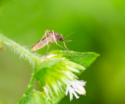 A mosquito with a translucent body rests on a fuzzy green plant stem near white flowers.