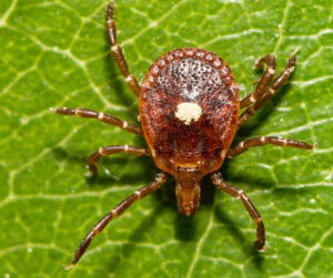 A reddish-brown tick with a prominent white spot on its back rests on a vibrant green leaf