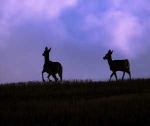 Silhouettes of two deer walk across a dark field against a vibrant purple and blue sky.
