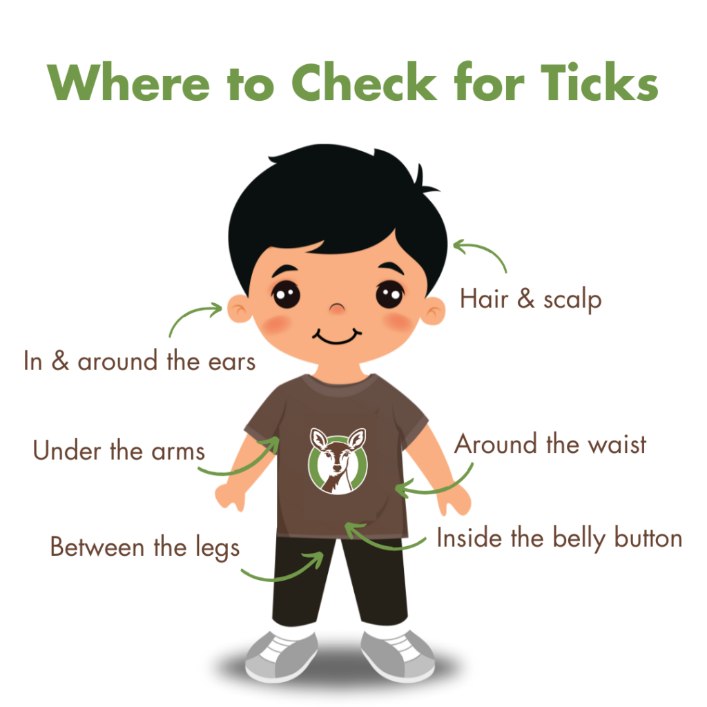 how to check your child for ticks Infographic illustration of a child showing important body areas to check for ticks. ohDEER