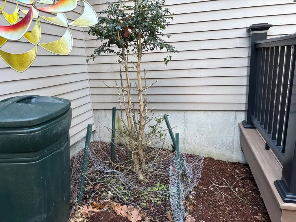 A small tree with green leaves and bare branches is protected by chicken wire next to