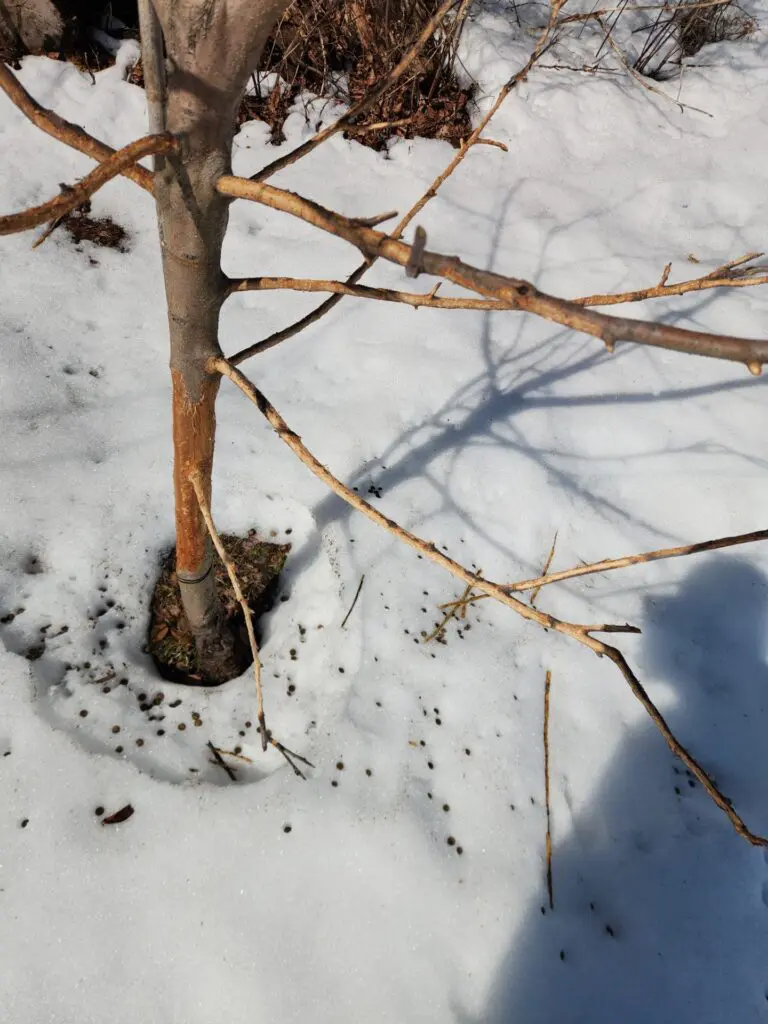 A young tree trunk shows stripped bark damage at its base in snow, surrounded by