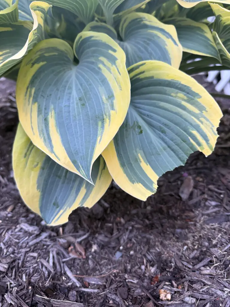 Green and yellow variegated hosta leaves with a chewed edge rest on dark brown mulch