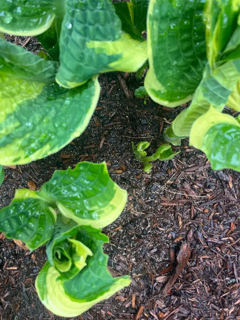 Raindrops glisten on vibrant green and yellow hosta leaves surrounded by dark mulch.