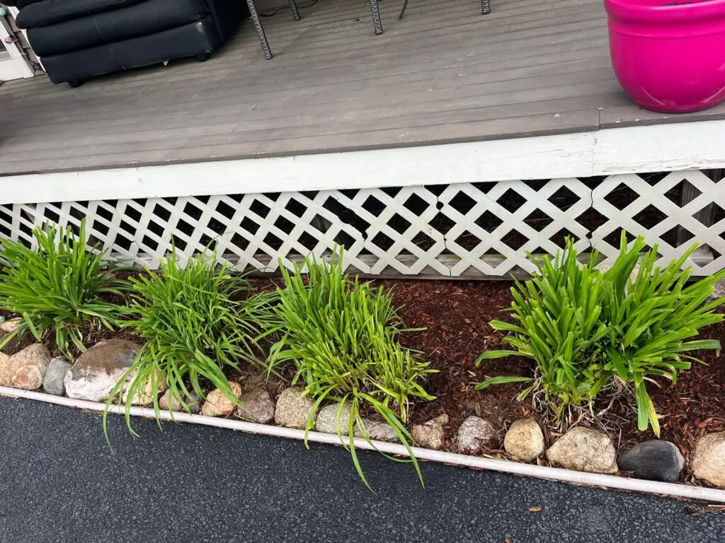 Green plants in a rock-edged garden bed with mulch sit below a deck with white lattice skirting