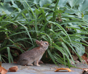 A small brown rabbit sits on a stone path, looking up intently at lush green plants.