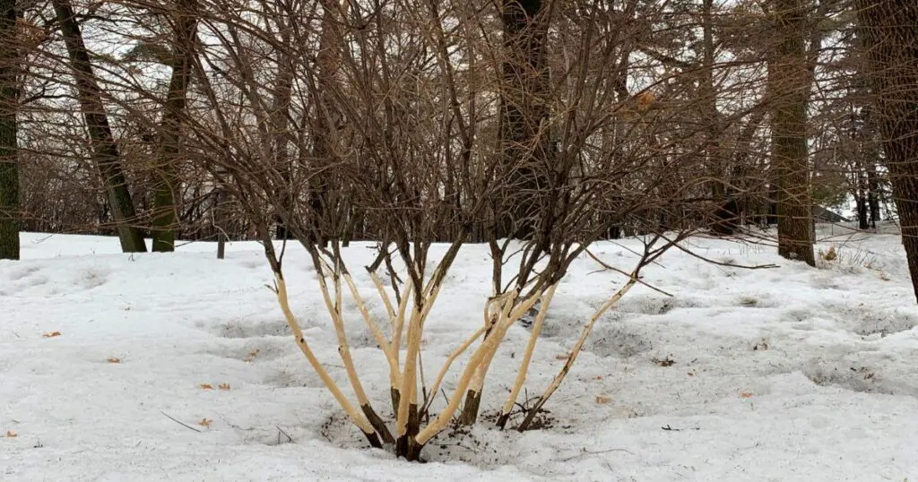 A bare shrub with its lower bark stripped stands in a snow-covered forest. TITLE