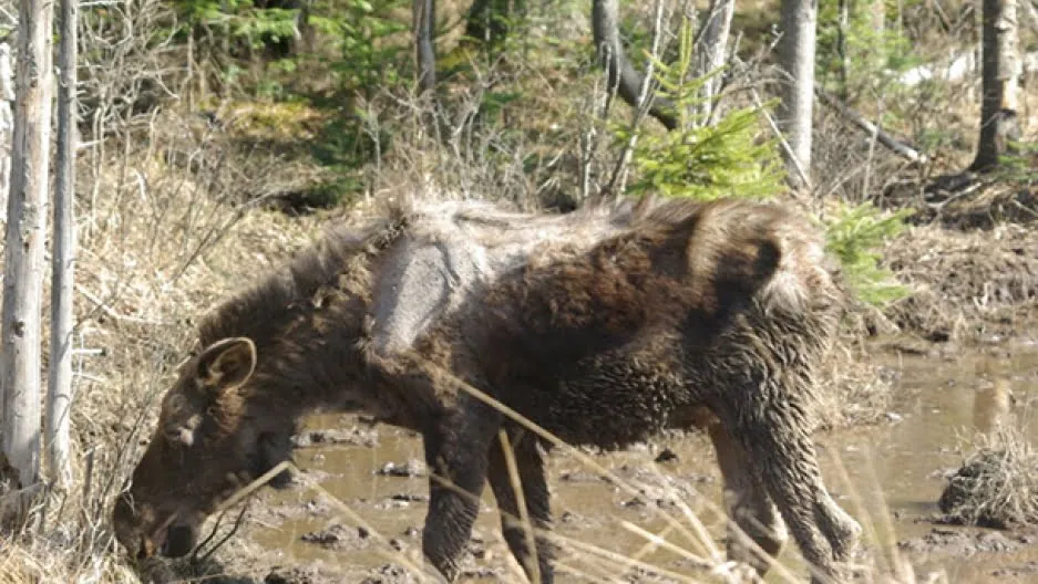 Moose Covered in Ticks in North America