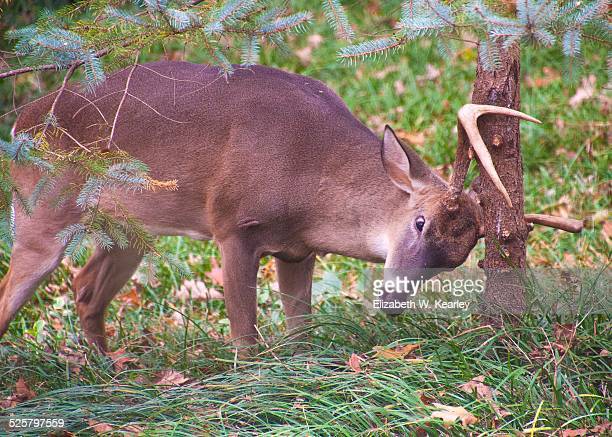 Deer Rubbing, Prevent Tree Damage