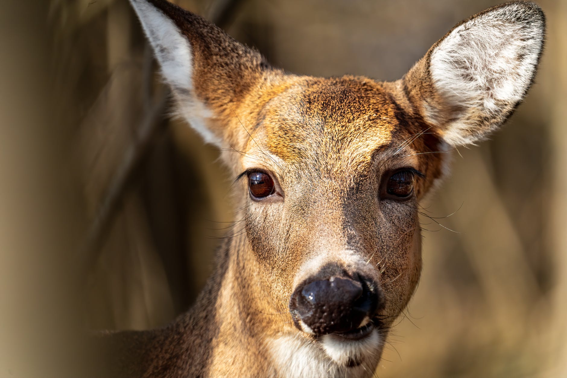 POLITICS AND WHITE-TAILED DEER MANAGEMENT: YEP, THERE IS A CONNECTION