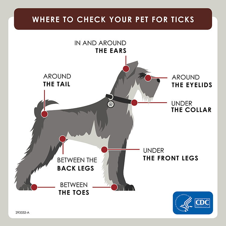Where to check your pet for ticks: In and around the ears, around the eyelids, around the tail, under the collar, under the front legs, between the back legs, between the toes. 