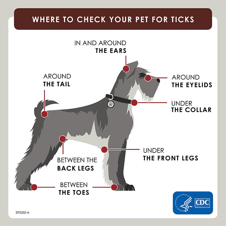 Where to check your pet for ticks: In and around the ears, around the eyelids, around the tail, under the collar, under the front legs, between the back legs, between the toes.