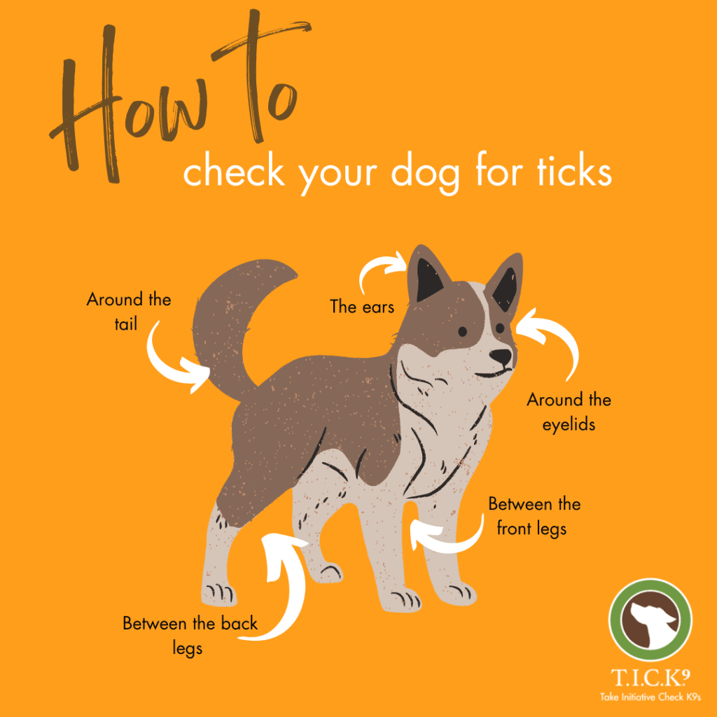 how do i check my dog for ticks