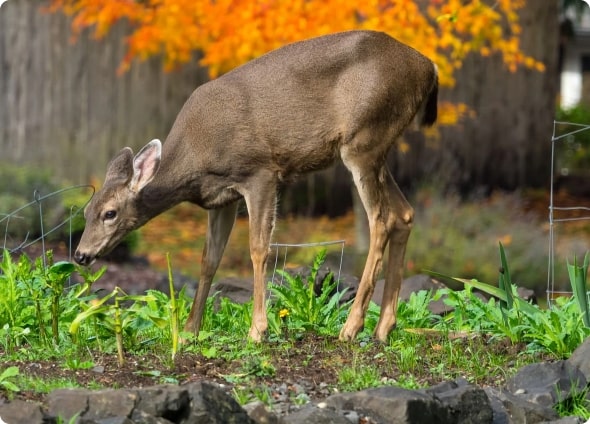 Deer eating garden stocks in a backyard garden before using deer repellent sprays.