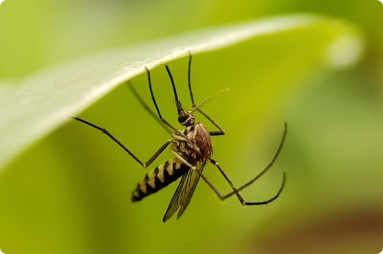 Close-up of a mosquito on a leaf showing why mosquito and tick spray services are necessary.